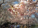 Cherry Blossoms along the Tidal Basin in Washington DC